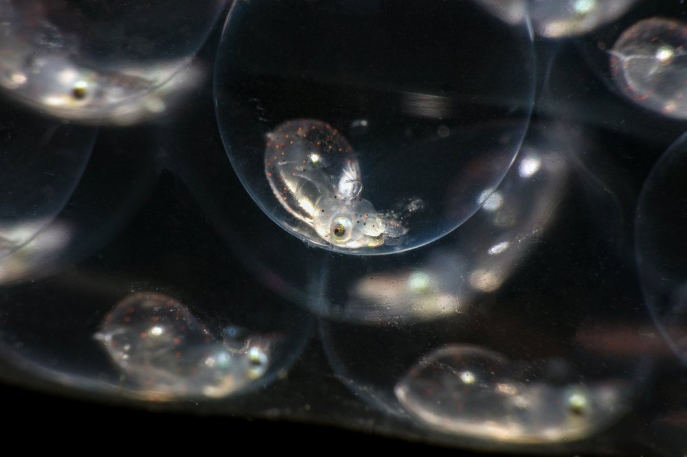 Photograph by Дериглазова Марина Владимировна