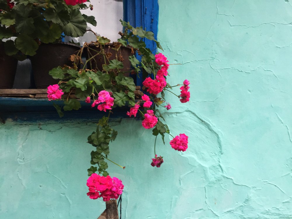 Photograph by T. Ahmadi kalkhorani