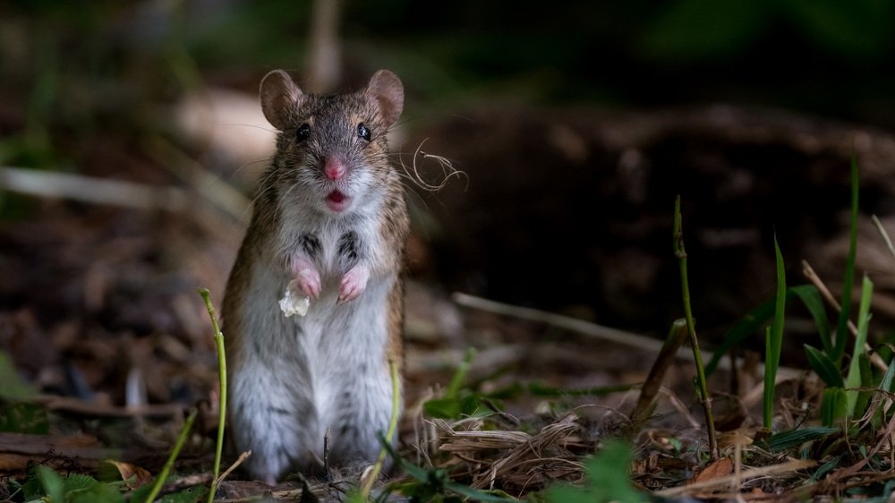 У Вас ус отклеился