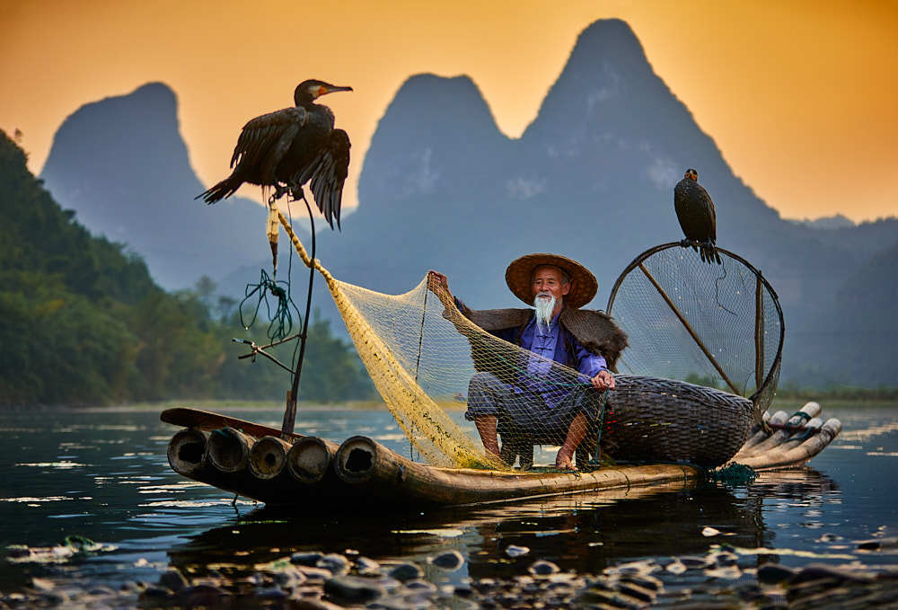 Old fisherman with carmorants on Li river