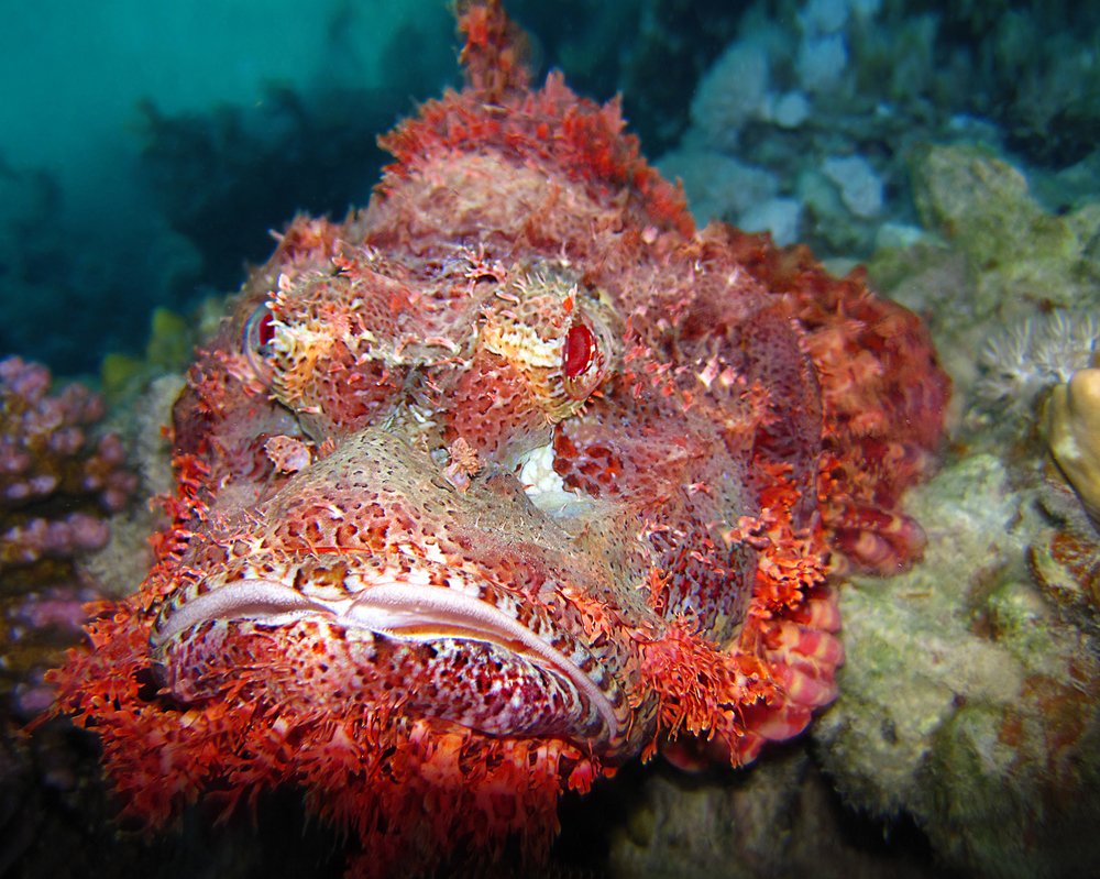 Скорпенопсис