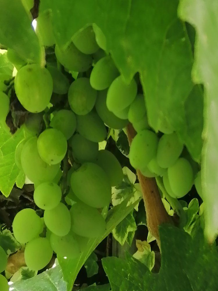 Photograph by Vesna Petkoska