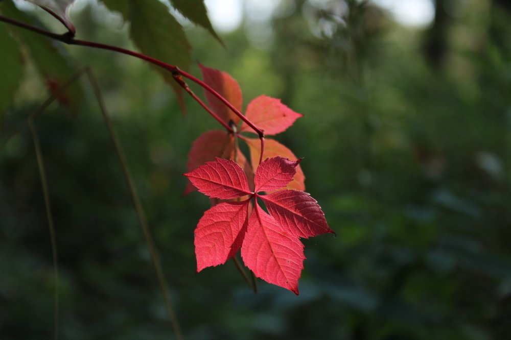 Сентябрьский плющ