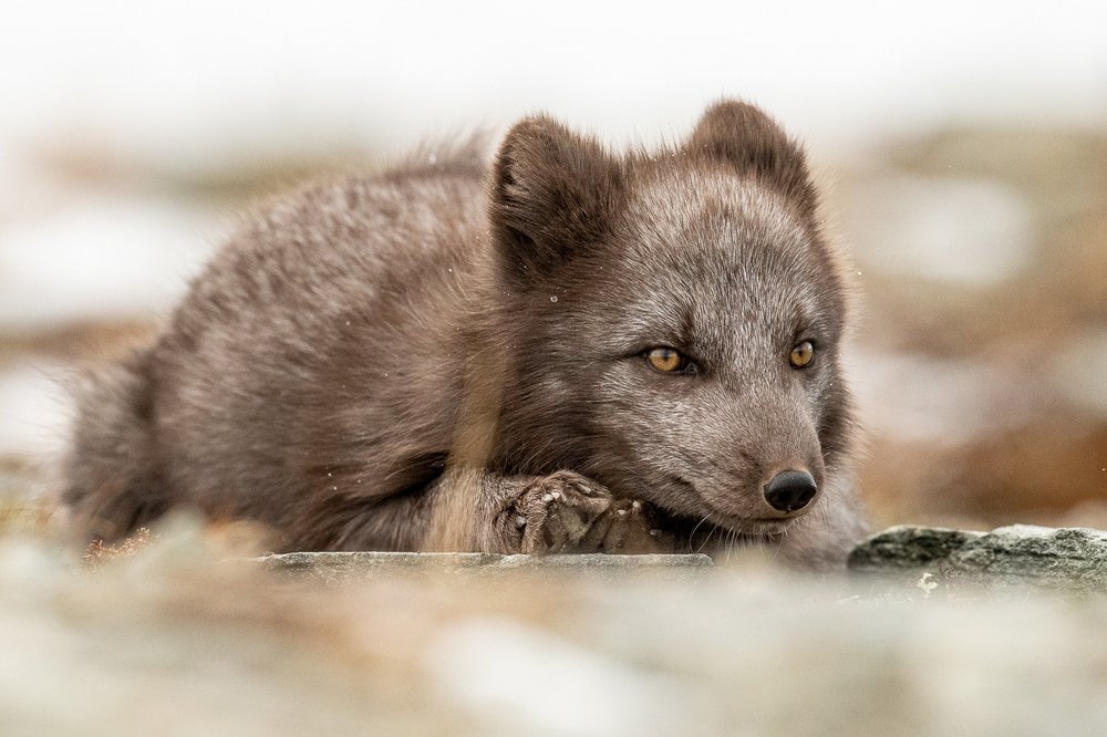 Photograph by Arnfinn Malmedal