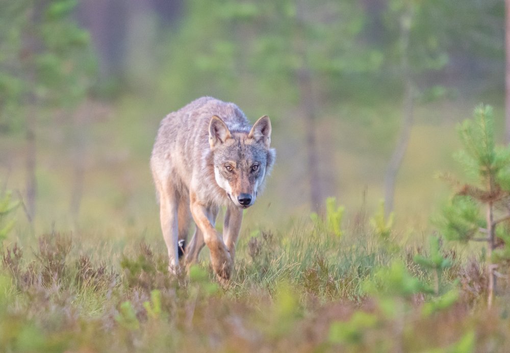 The wild wolf in the forest of Finland