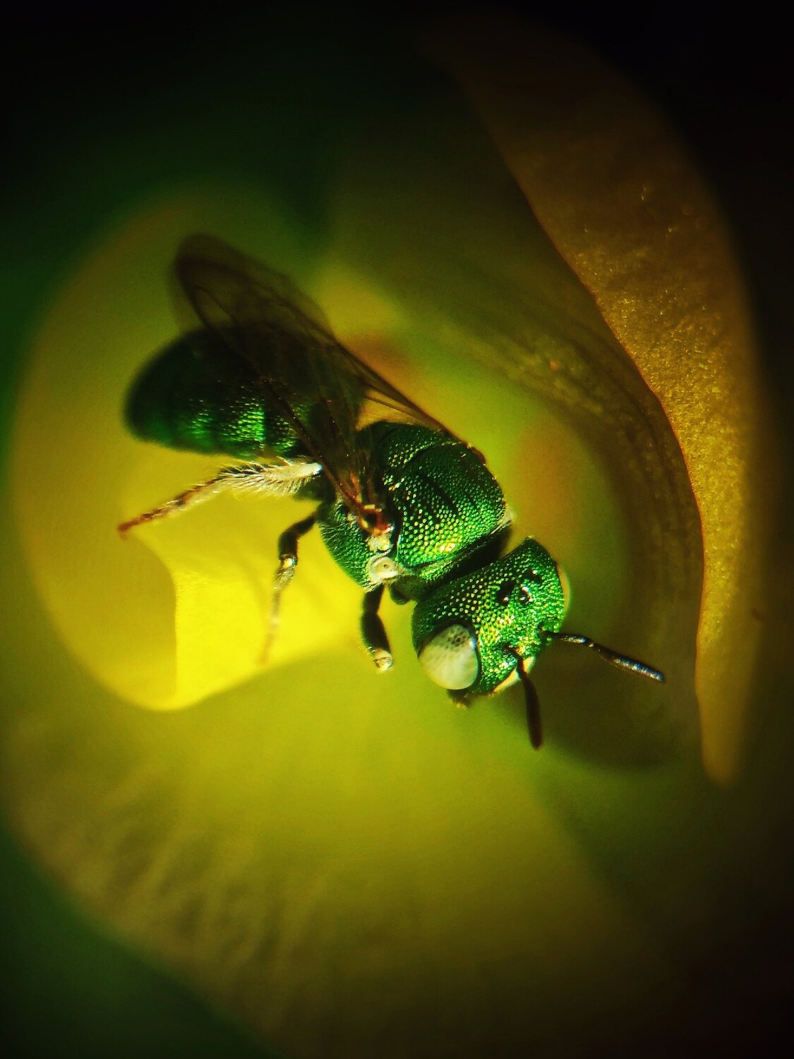 Bee
