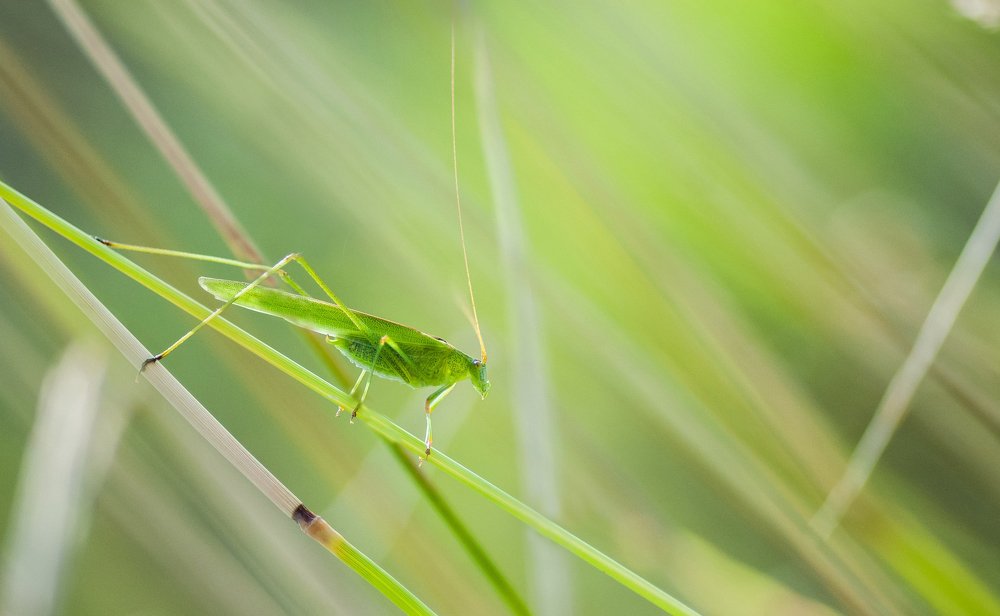 Пластинокрыл.