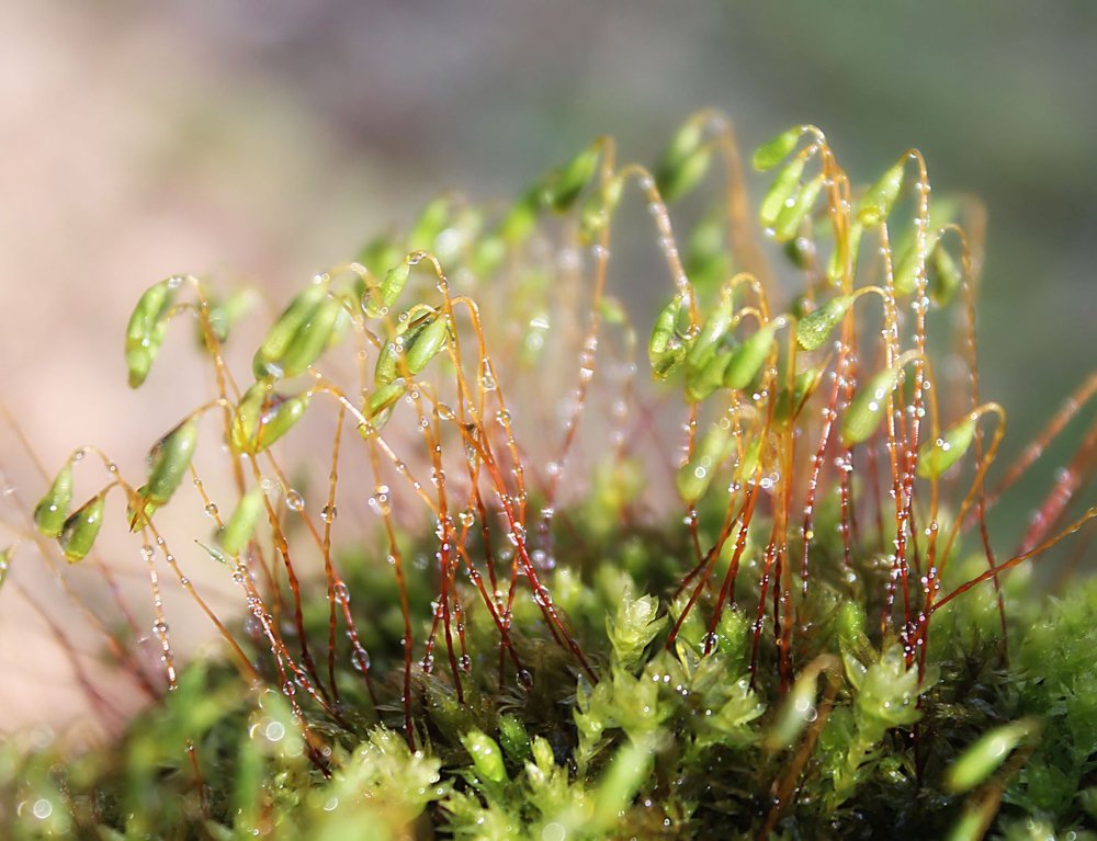 Photograph by Светлана Ковалёнок