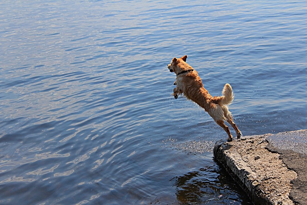 Прыжки в воду