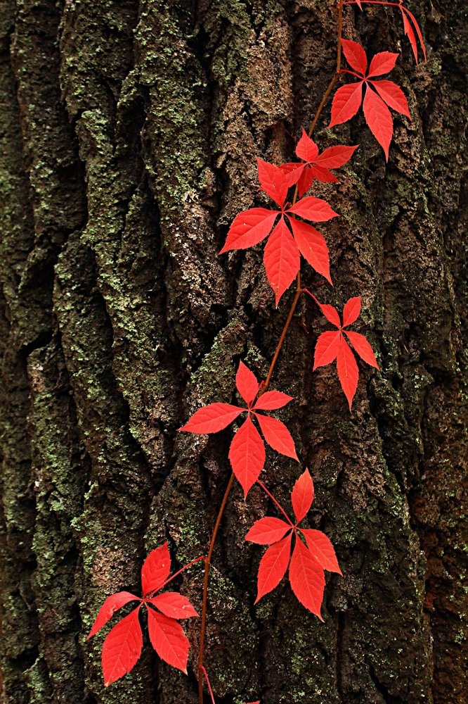 Лесные звёзды