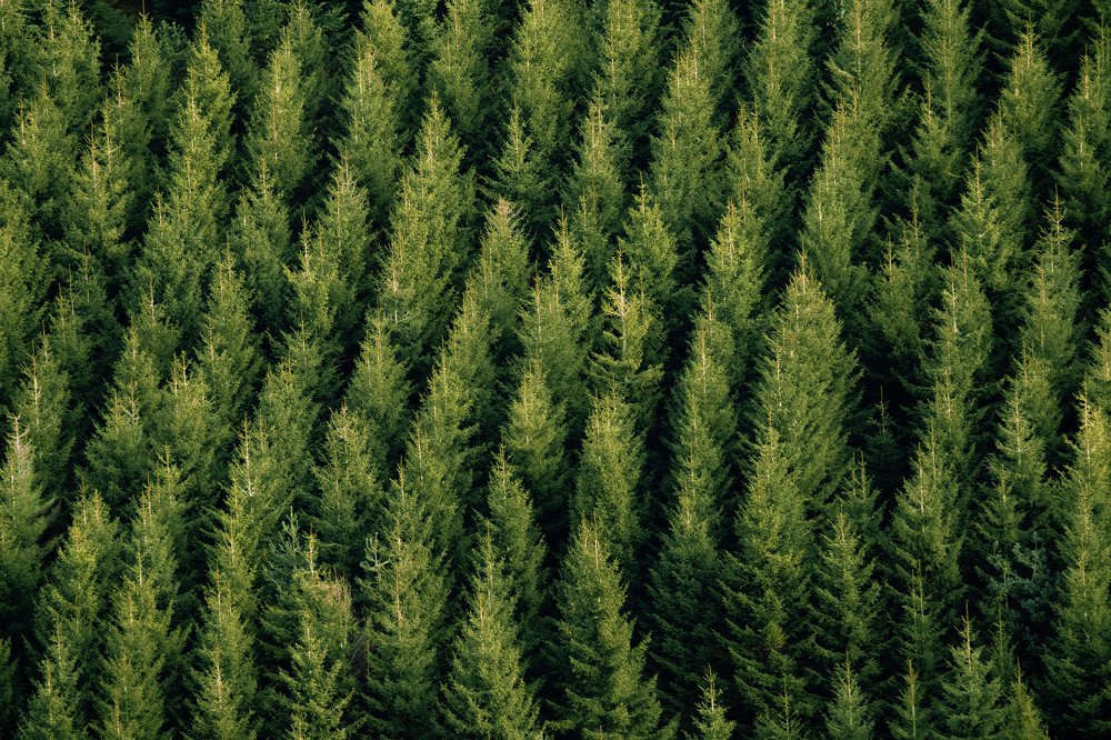 Parallélisme coniférien.