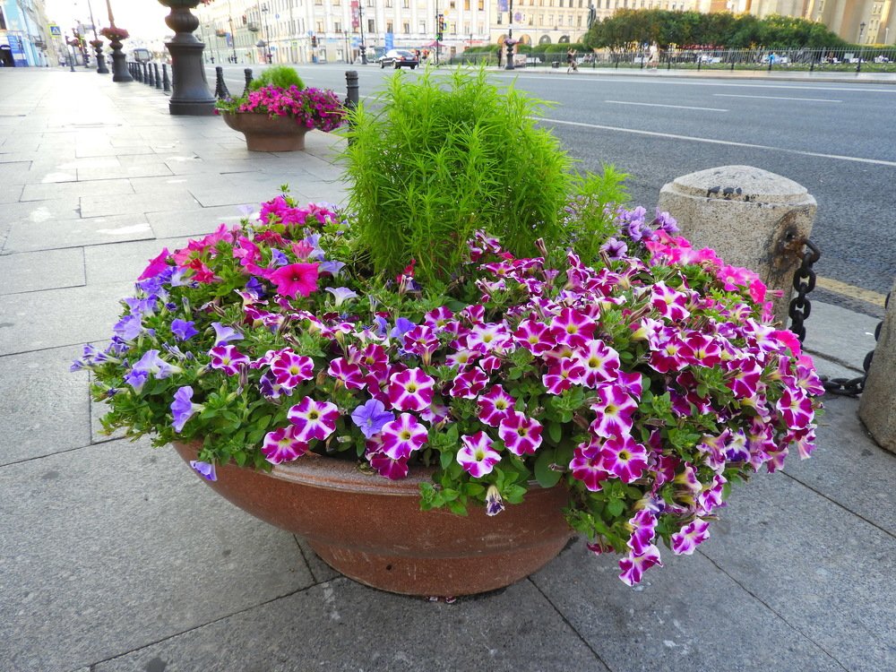 Photograph by Роза Беденок