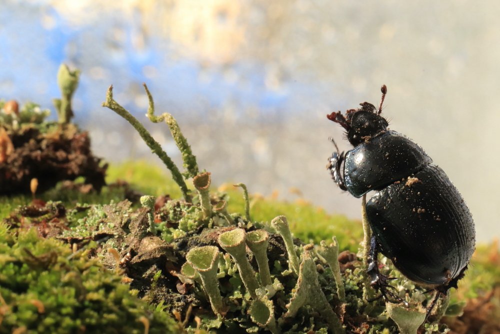 Будьте любезны, а не соблаговолите ли Вы?