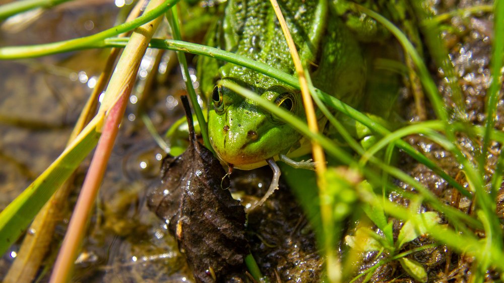 Сannibal frog (лягушка-каннибал).