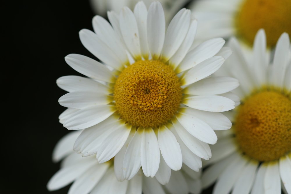 Photograph by Pauline Doran