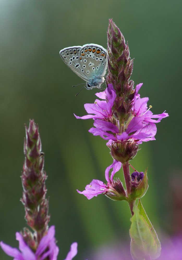 Photograph by Чепленко Алексей