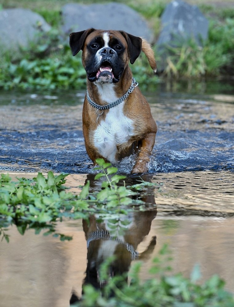 Photograph by Claudio GENNARI