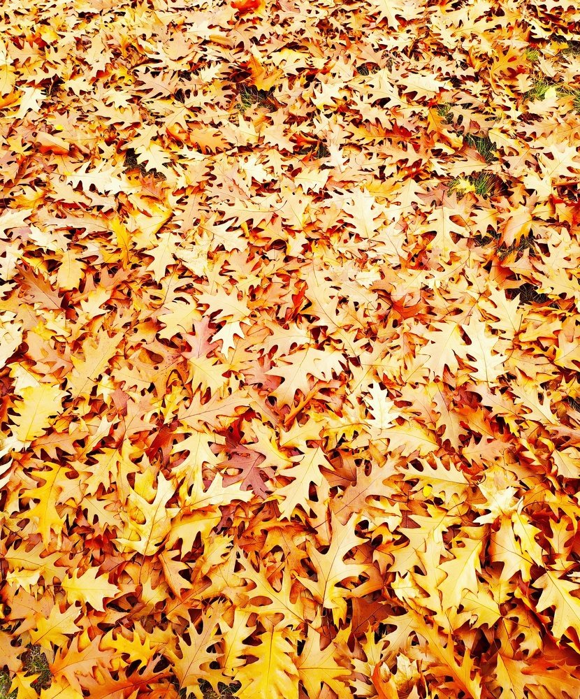 Дубовые листья