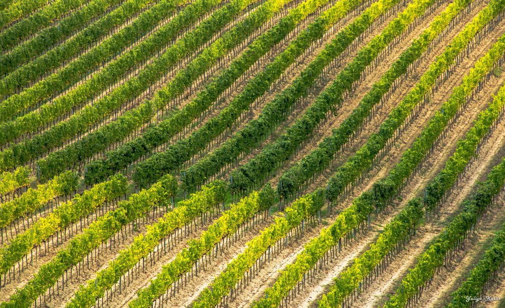 Фотография автора Юлия Карась