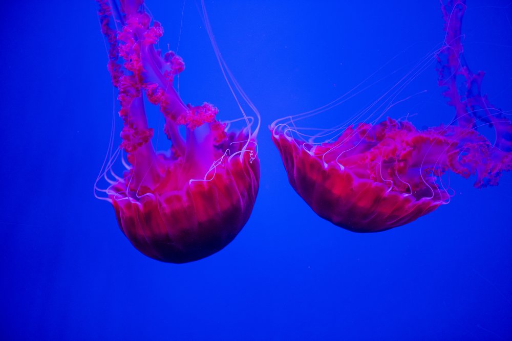 Photograph by Ernestas Balcikonis