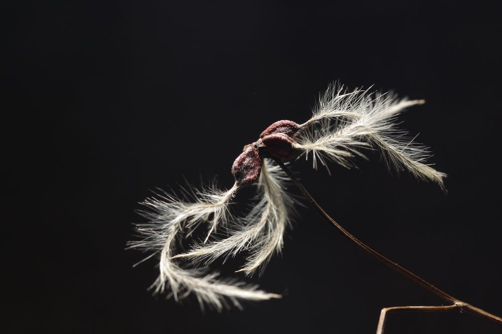 Seeds waiting for the wind