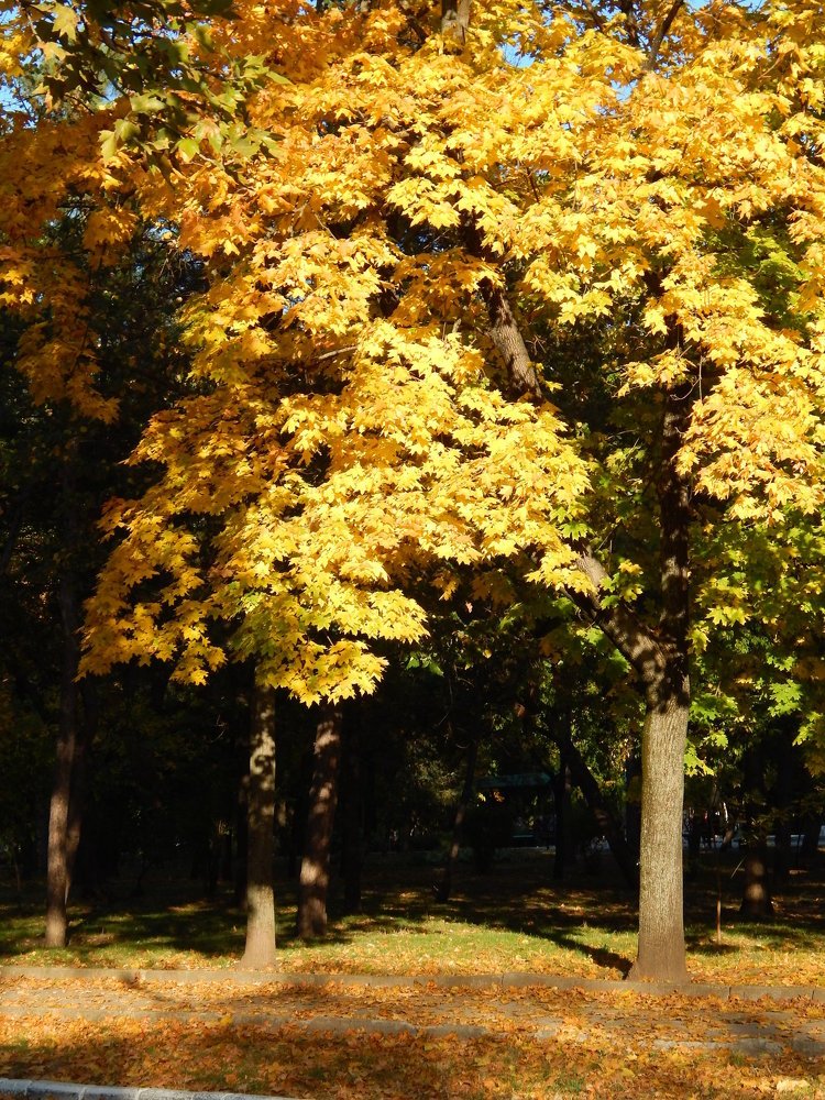 Photograph by Алена