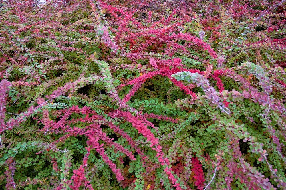 Photograph by Viktoriia Shtefanesa