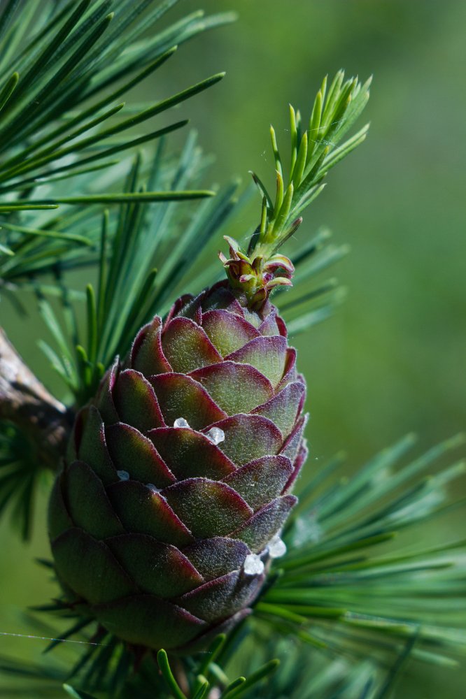 Рождение лиственницы