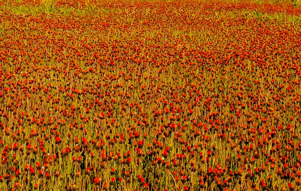 Фотография автора Olena Vorotyntseva