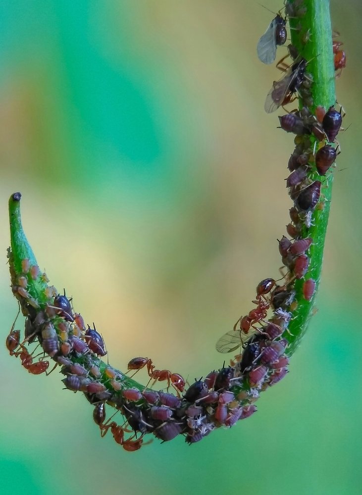 Фотография автора ARPAN KUMAR BERA