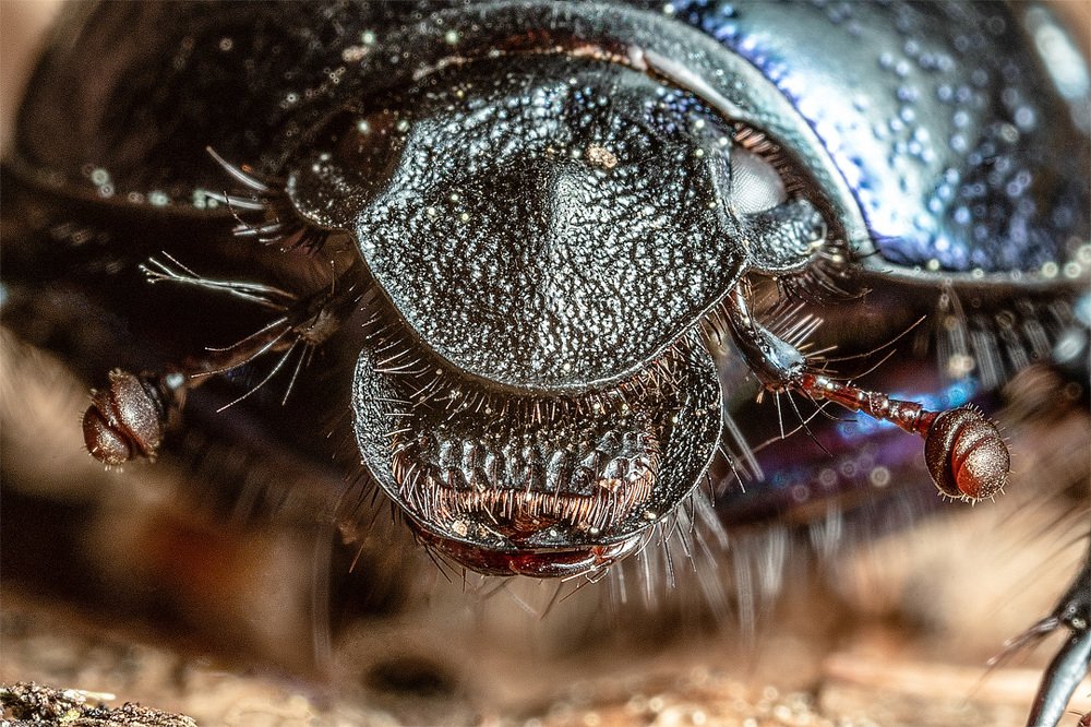 Жук. Макропортрет