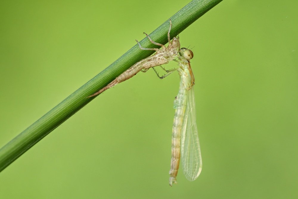 Фотография автора Tran Tuan