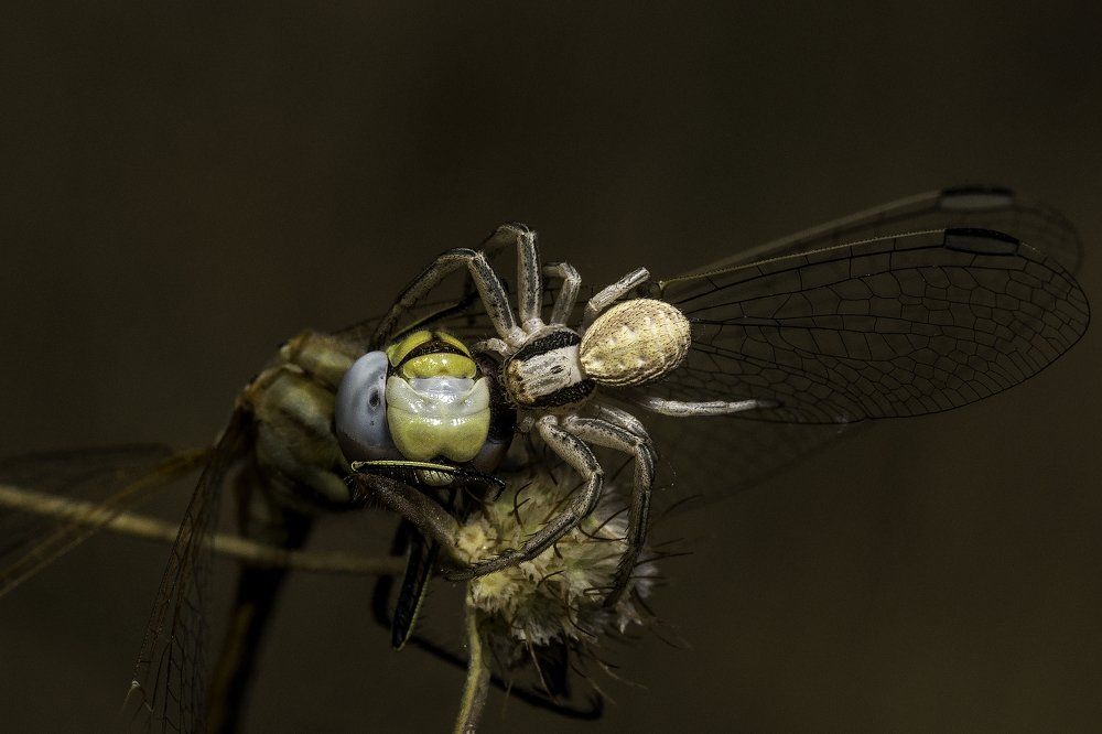 Фотография автора FATIH GONUL
