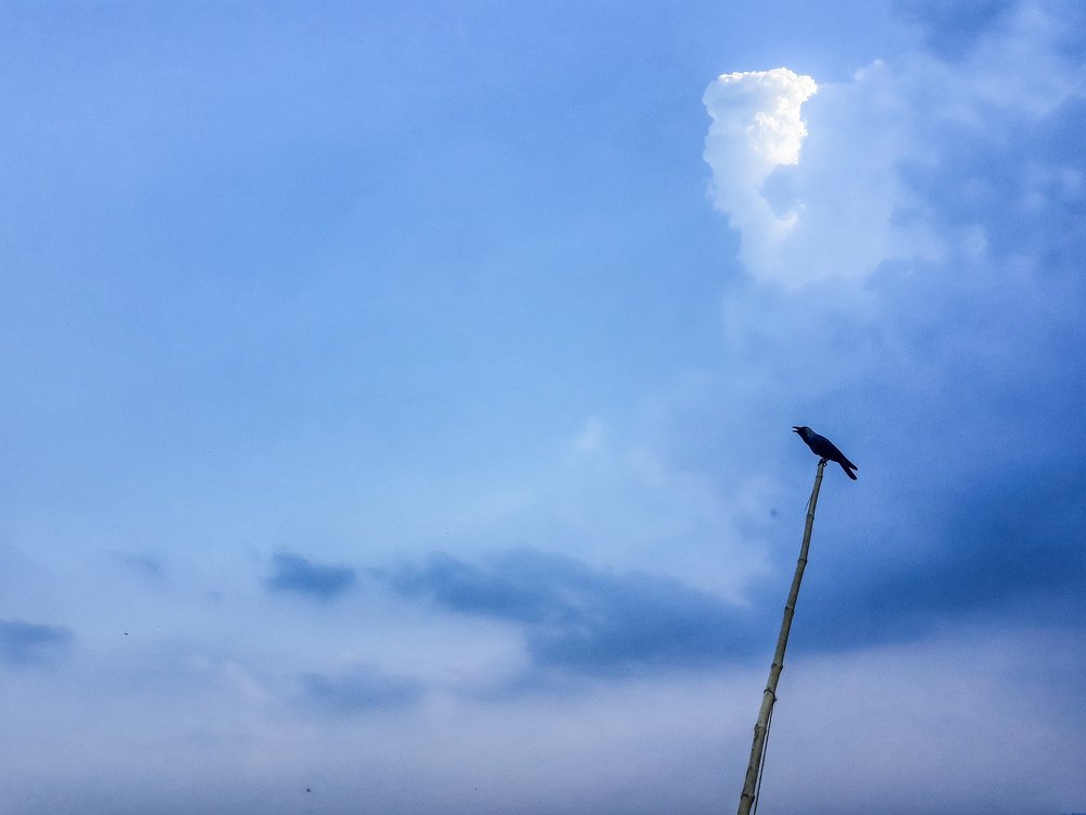 Sky & The Bird
