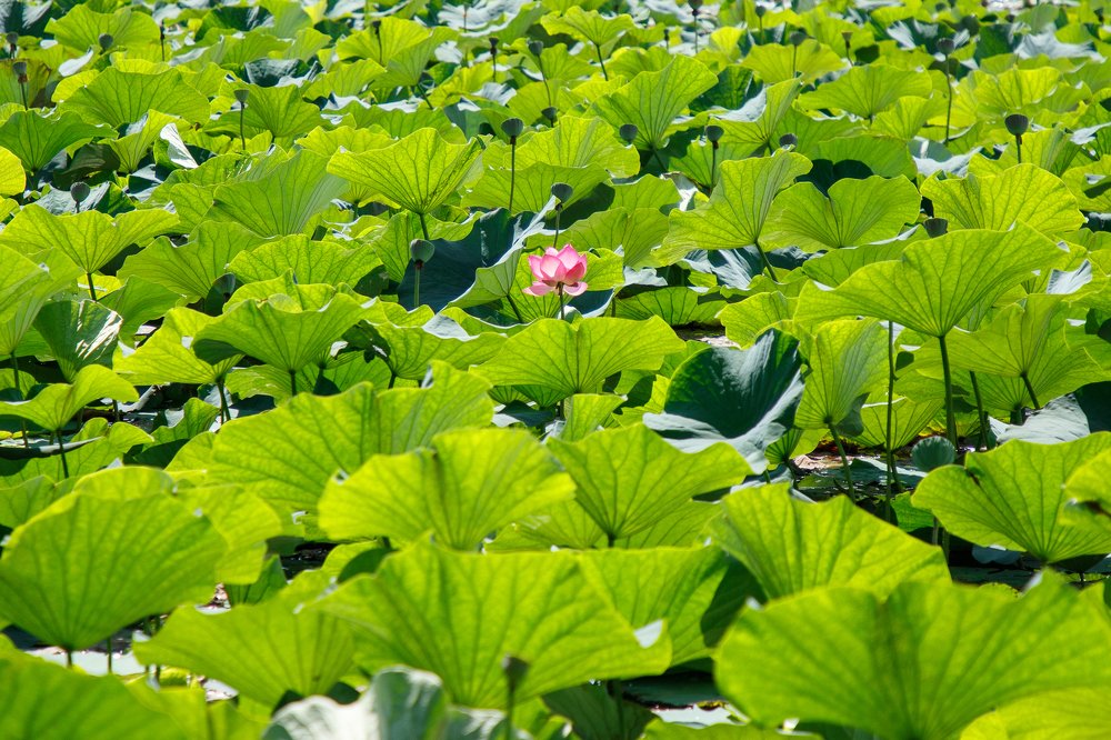 Photograph by Елена Кондратьева