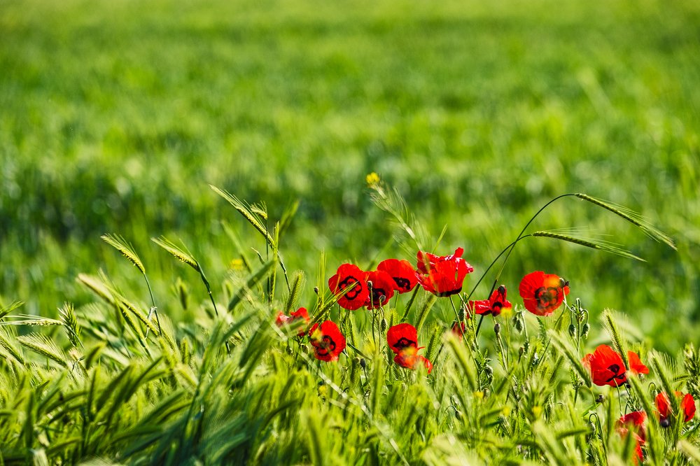 Фотография автора Владимир Эделев