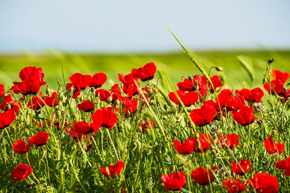 Фотография автора Владимир Эделев