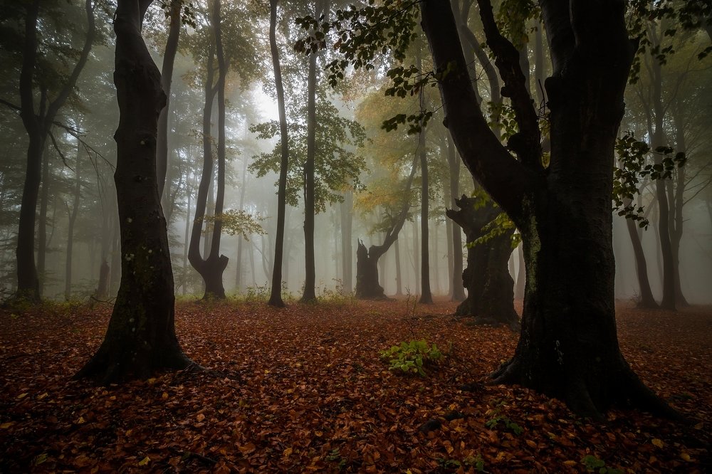 Photograph by Todor Todorov