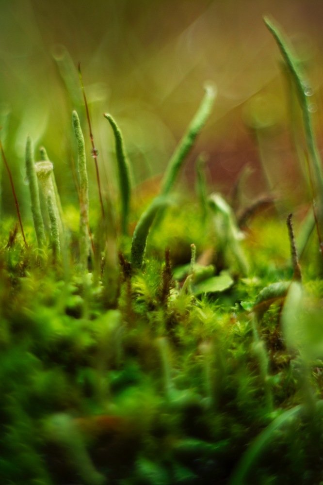 Photograph by Денис Кононов