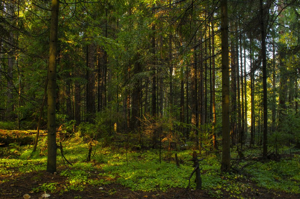 Photograph by Денис Кононов