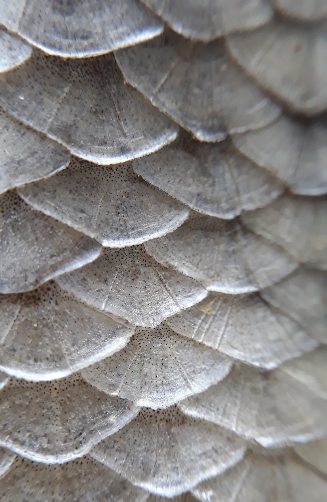 Ни хвоста ни чешуи