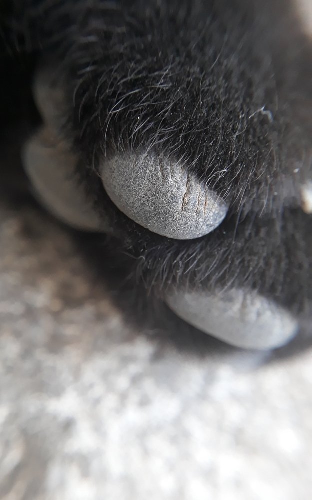 Лапка котика