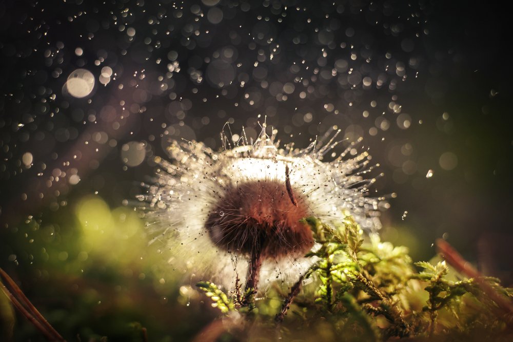 Photograph by Игорь Зайцев