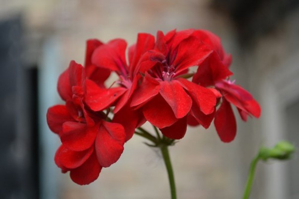 Красная шапочка