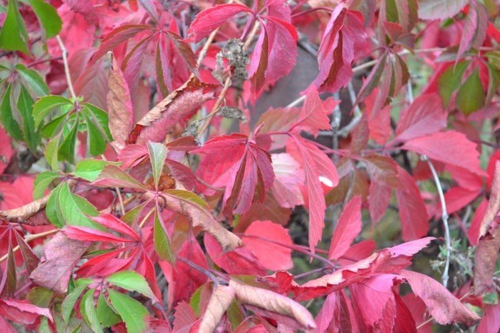 Краски осени