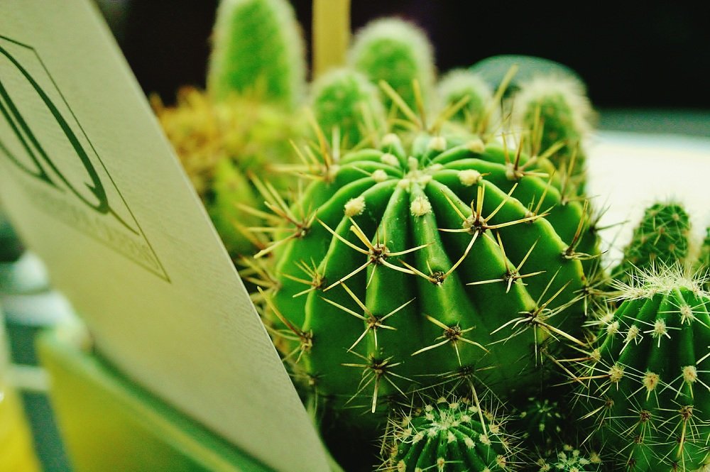 Fashion Show Centerpiece