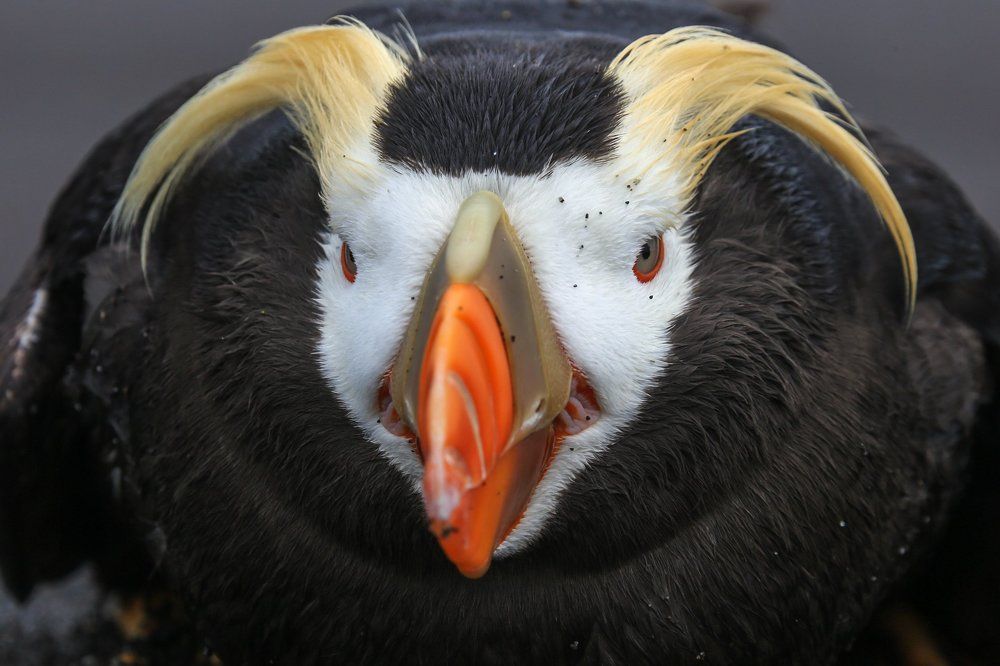 Photograph by Елена Верещака