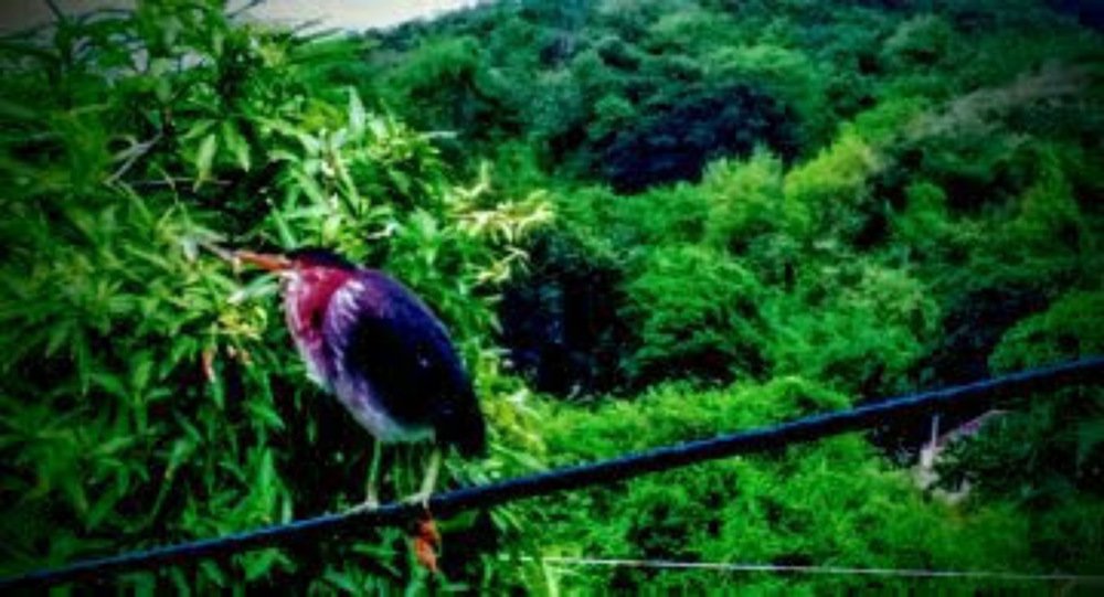 Photograph by Ian Maynard