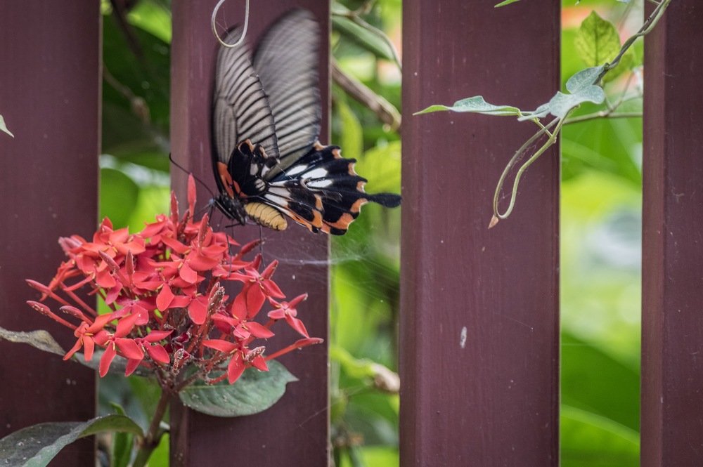 Photograph by Le pennetier