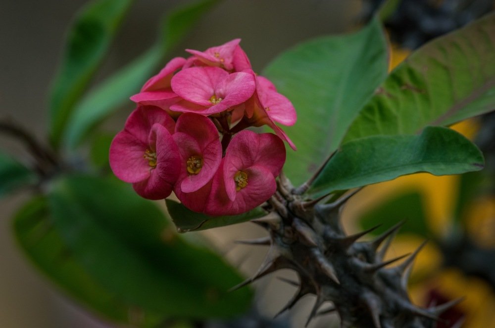 Photograph by Le pennetier